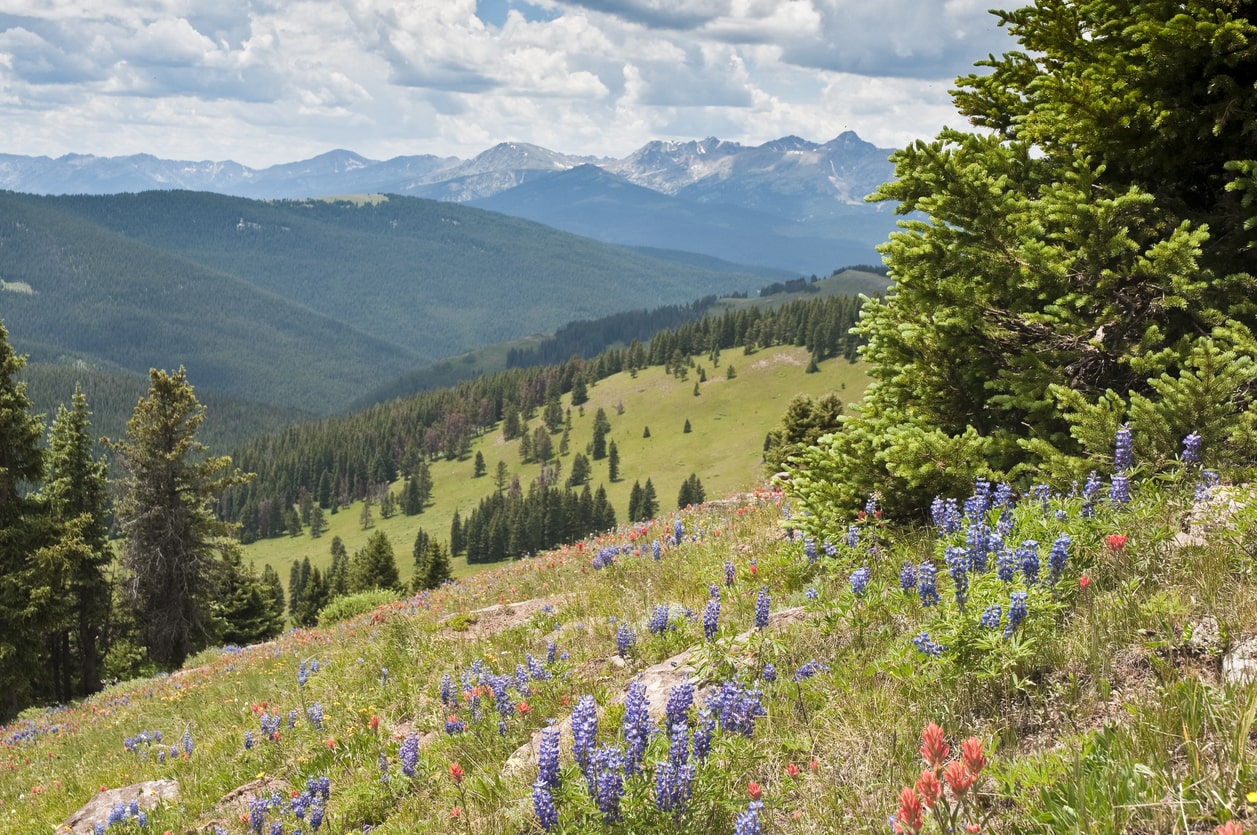 A hillside filled with wildflowers in Summit County, Colorado