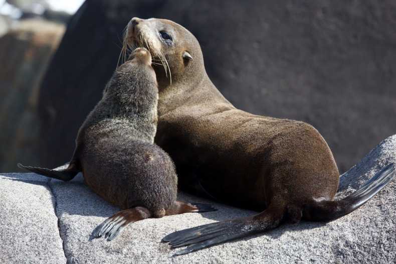 Mother seal and baby seal laying on a rock