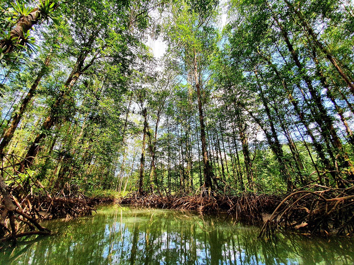 Trees of the rainforest