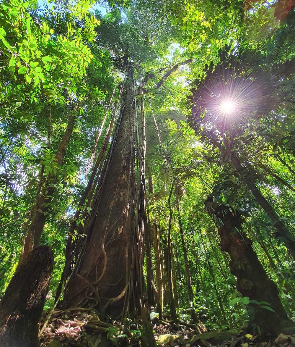 View of the rainforest roof