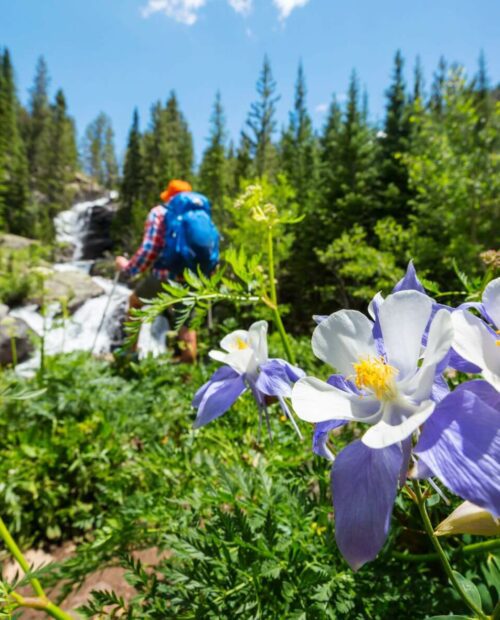 Wildflower Hikes in Summit County