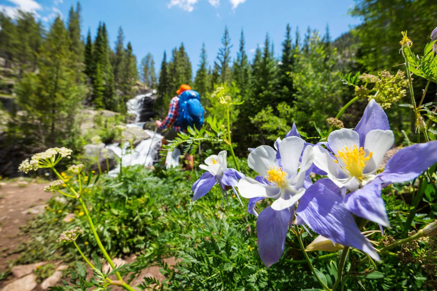 Wildflower hikes in Summit County, Colorado