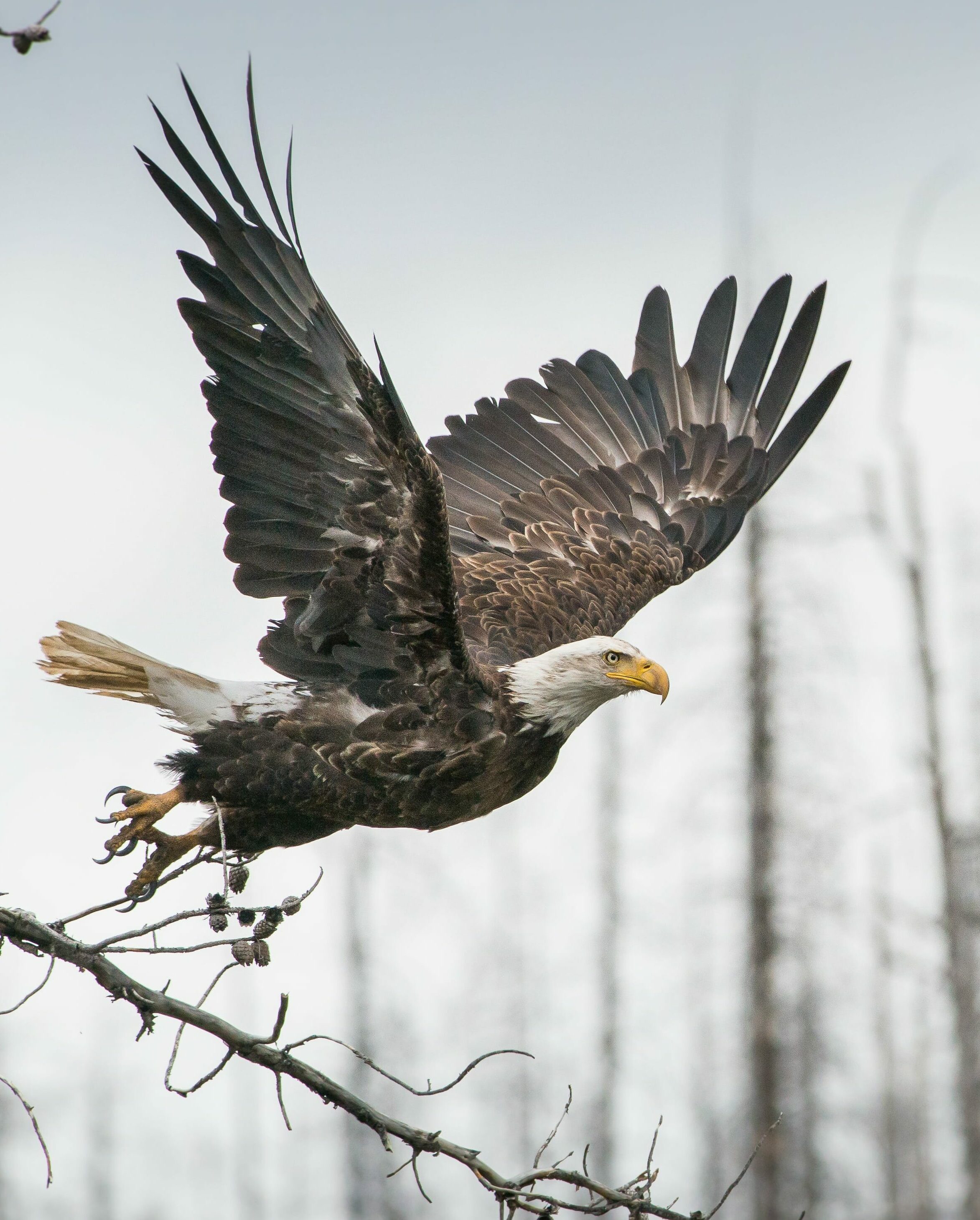 Bald eagle flying over the woods in Yellowstone.