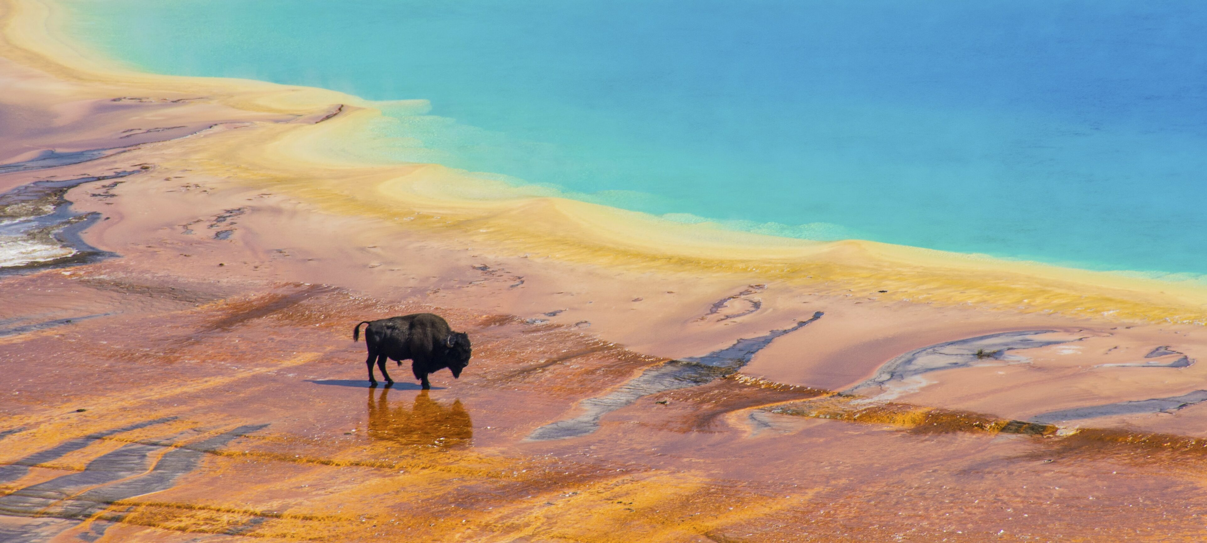 Bison near the Grand Prismatic in Yellowstone