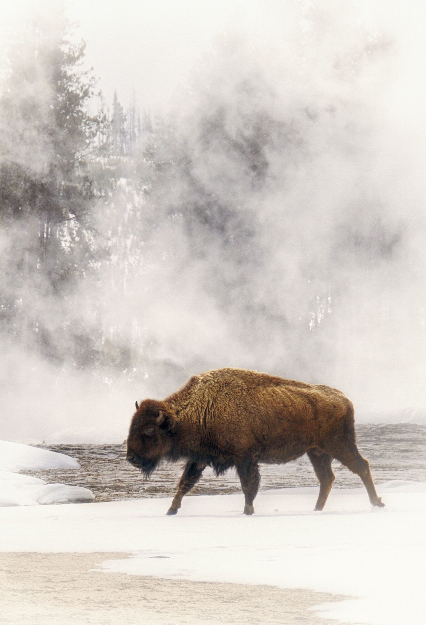 A Bison In a Field of Fog Near a Hot Spring in Yellowstone National Park