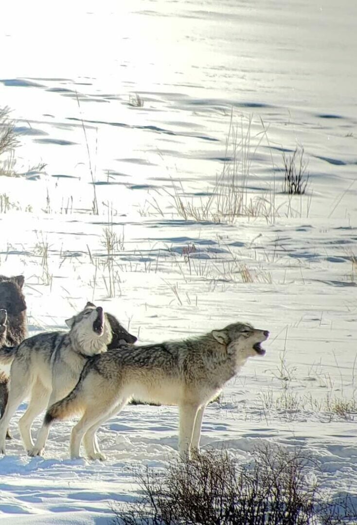 Wolves are best spotted during winter and spring