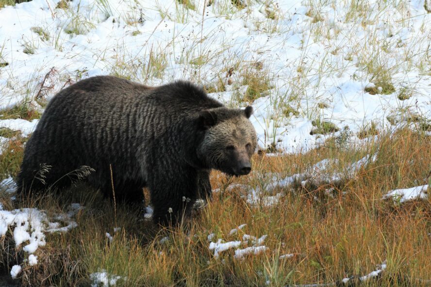 Denizens: Wildlife on the Western Frontier