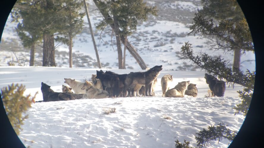 The Best Places to See Wildlife in Yellowstone