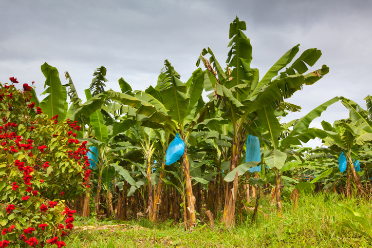 Banana trees on the Caribbean side of Costa Rica