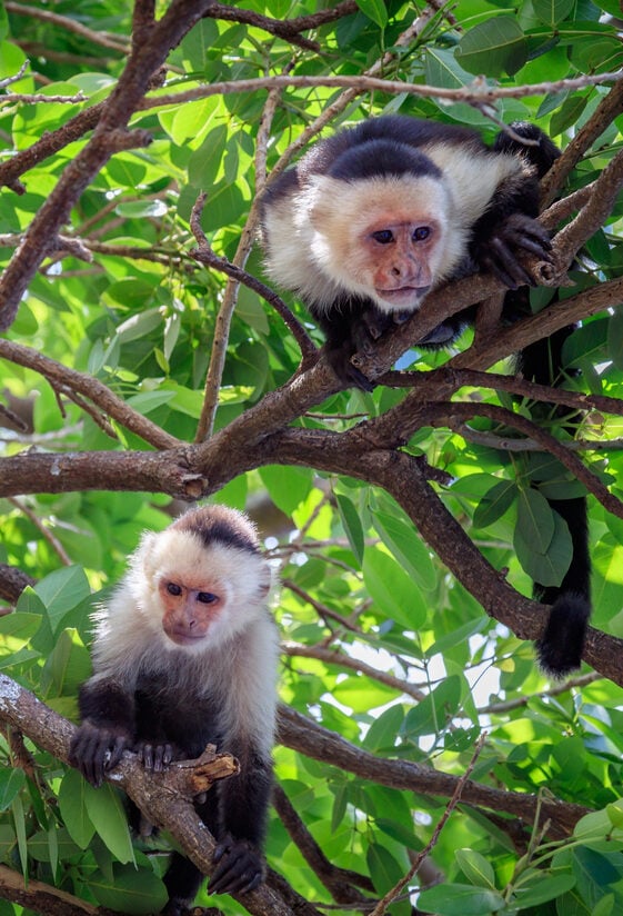 Two Capuchin Monkeys on Tree