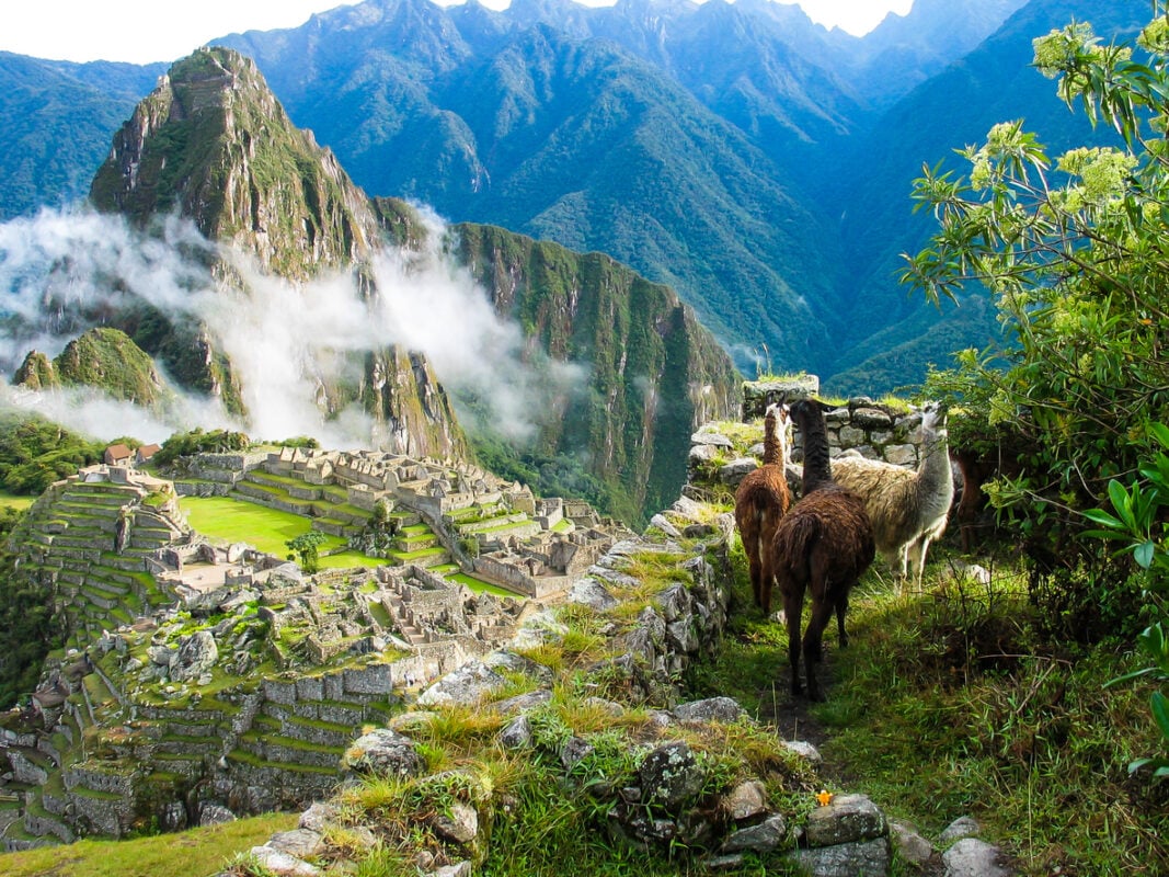 Machu Picchu Llama: The Inca Trail of the Sacred Llamas