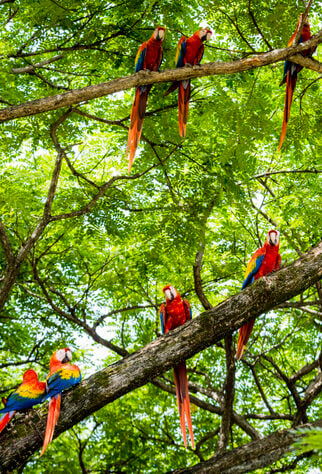 A flock of scarlet macaws, Ara macao, in a tree. Taken in Guanacaste, Costa Rica