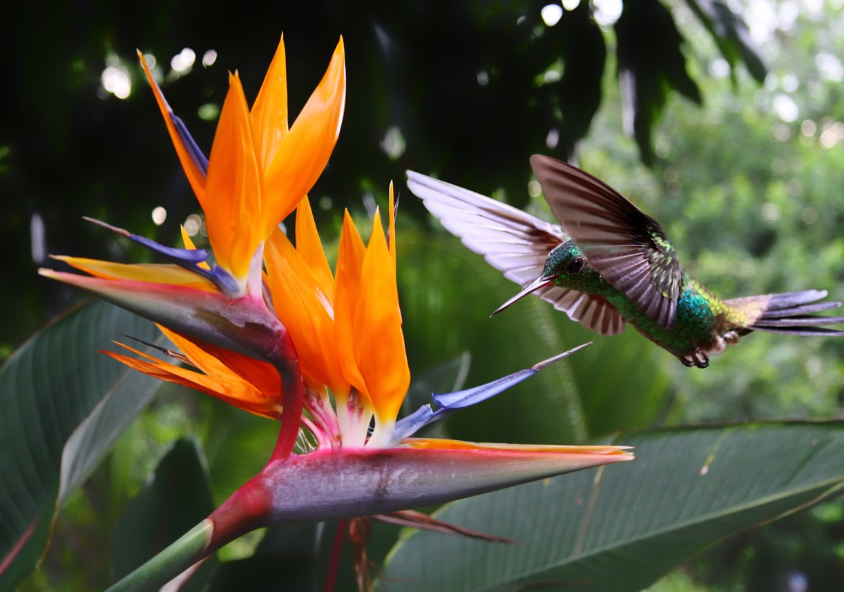 Hummingbird at flower