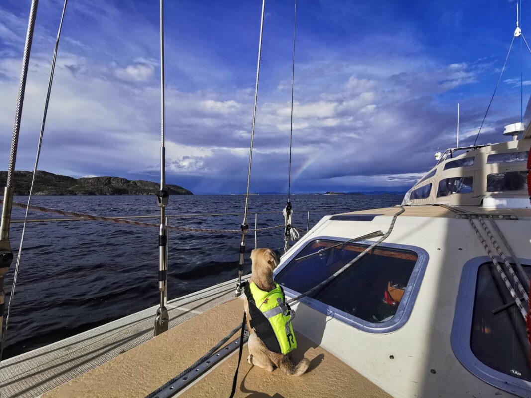A dog on a sailboat gliding along the southern Norwegian coastline