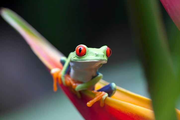 Close up of a red-eyed tree frog that lives in the cloud forests of Costa Rica