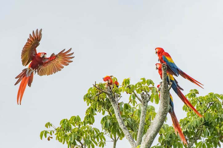 A scarlet Macaw flares to land in a tree with other Macaws watching.