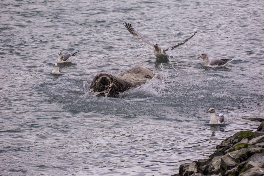  A sea lion and seagulls in Prince William Sound