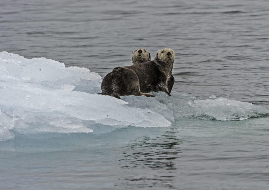 Sea otters on a small ice sheet in Alaska