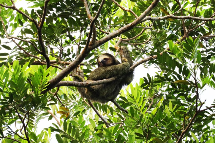 Three-toed Sloth in a Tree, Limon Province, Costa Rica.