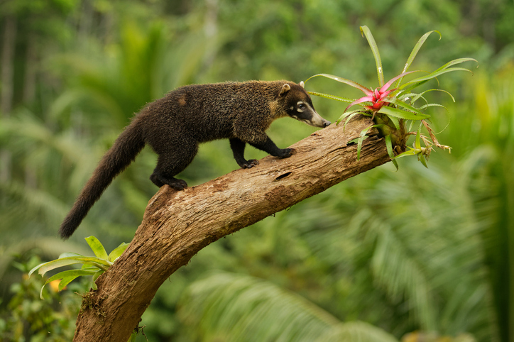 White-nosed Coati - Nasua narica, known as the coatimundi, member of the family Procyonidae (raccoons and their relatives). Local Spanish names for the species include pizote, antoon, and tejón.