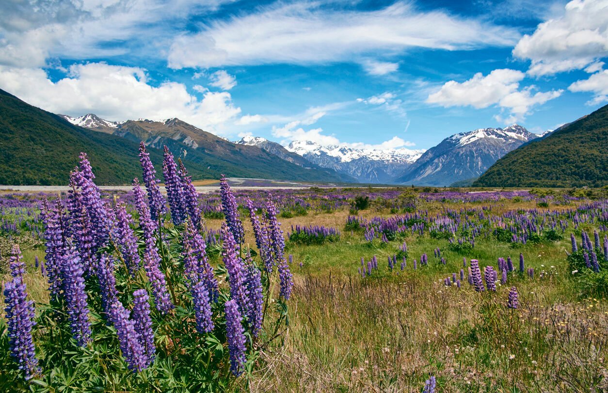 Mountain-ringed alpine valley with many purple flowers. Mountains in the distance are covered in snow.