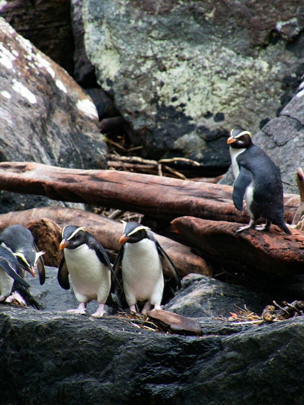 Deluxe Hiking Tour of New Zealand’s South Island