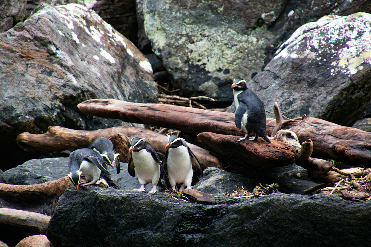Crested penguins in Milford Sound.
