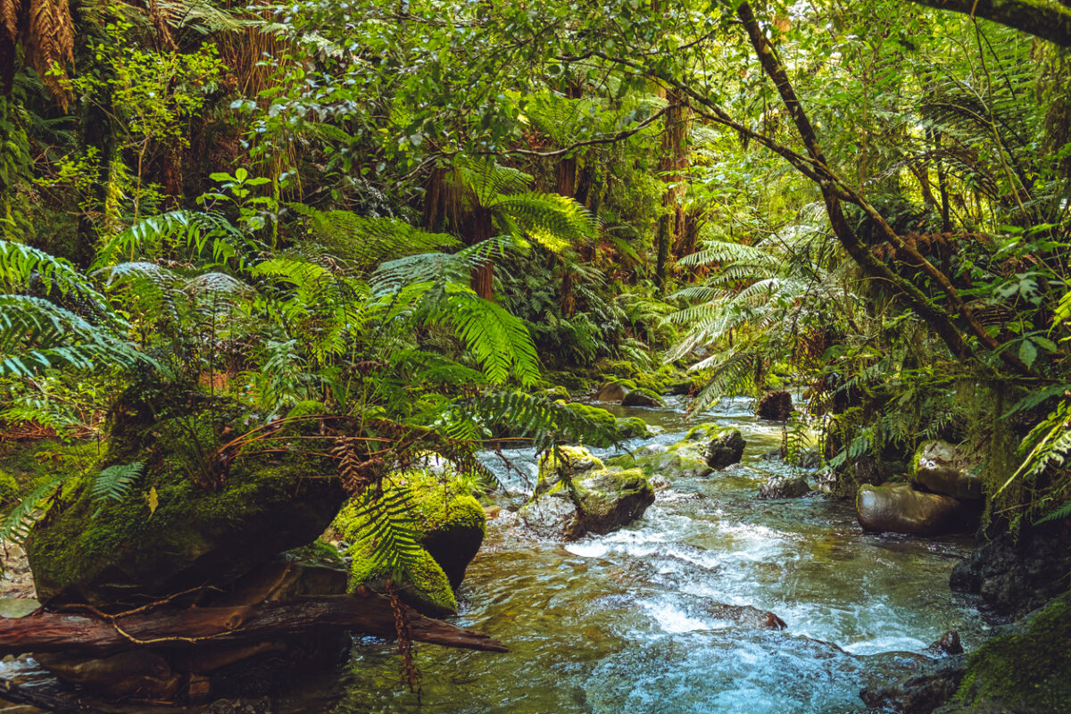 A stream surrounded by ferns and other lush tropical vegetation. 