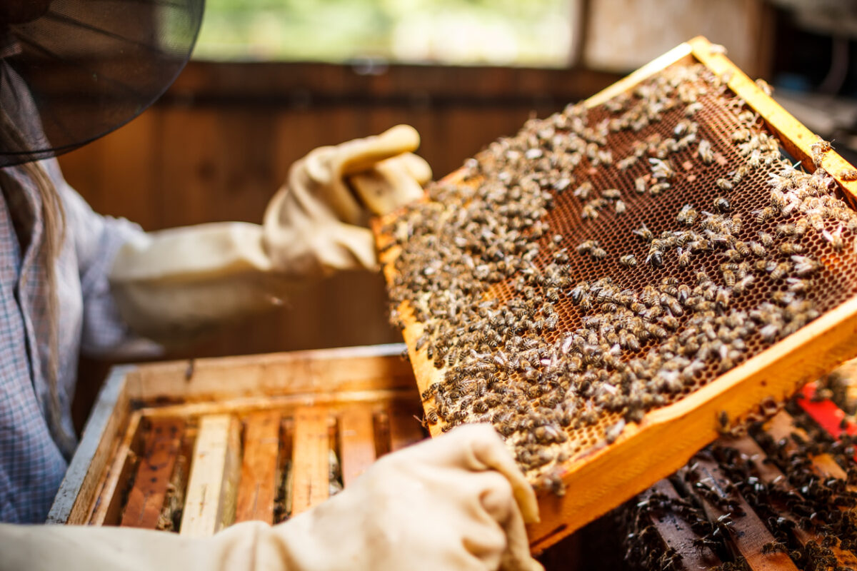 A beekeeper lifting a tray.