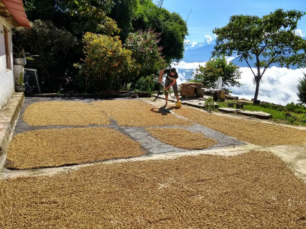 A farmer drying coffee beans.