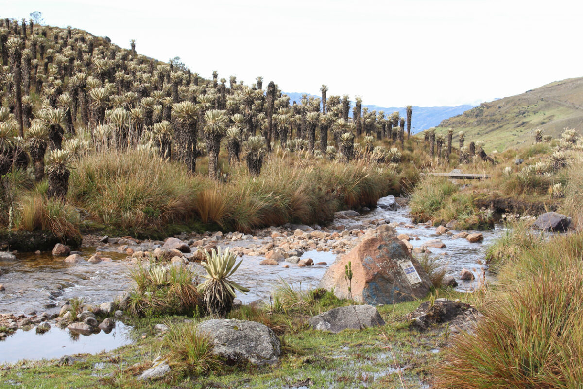 Paramo ecosystem in Sierra Nevada.