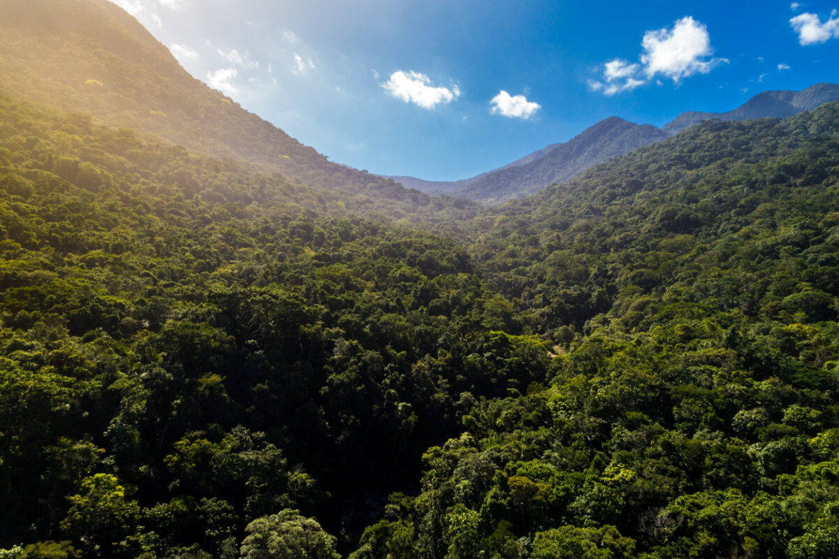 Rainforest of Sierra Nevada.