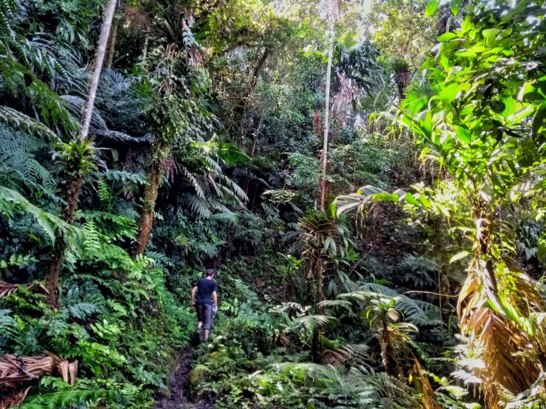 Walking through the rainforest