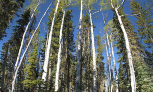 Young aspen groves are a common sight along the Widforss Trail