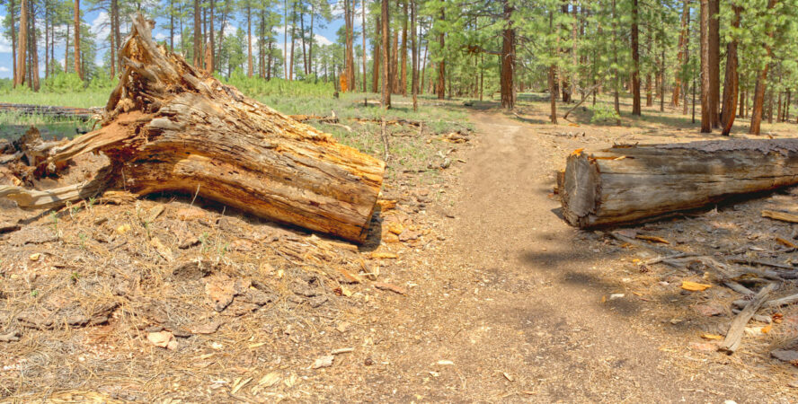 A fallen tree along the Widforss Trail