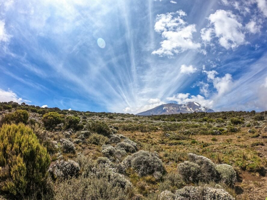 The Moorland of Mount Kilimanjaro with shrubs and low lying plants, with Uhuru Peak behind.