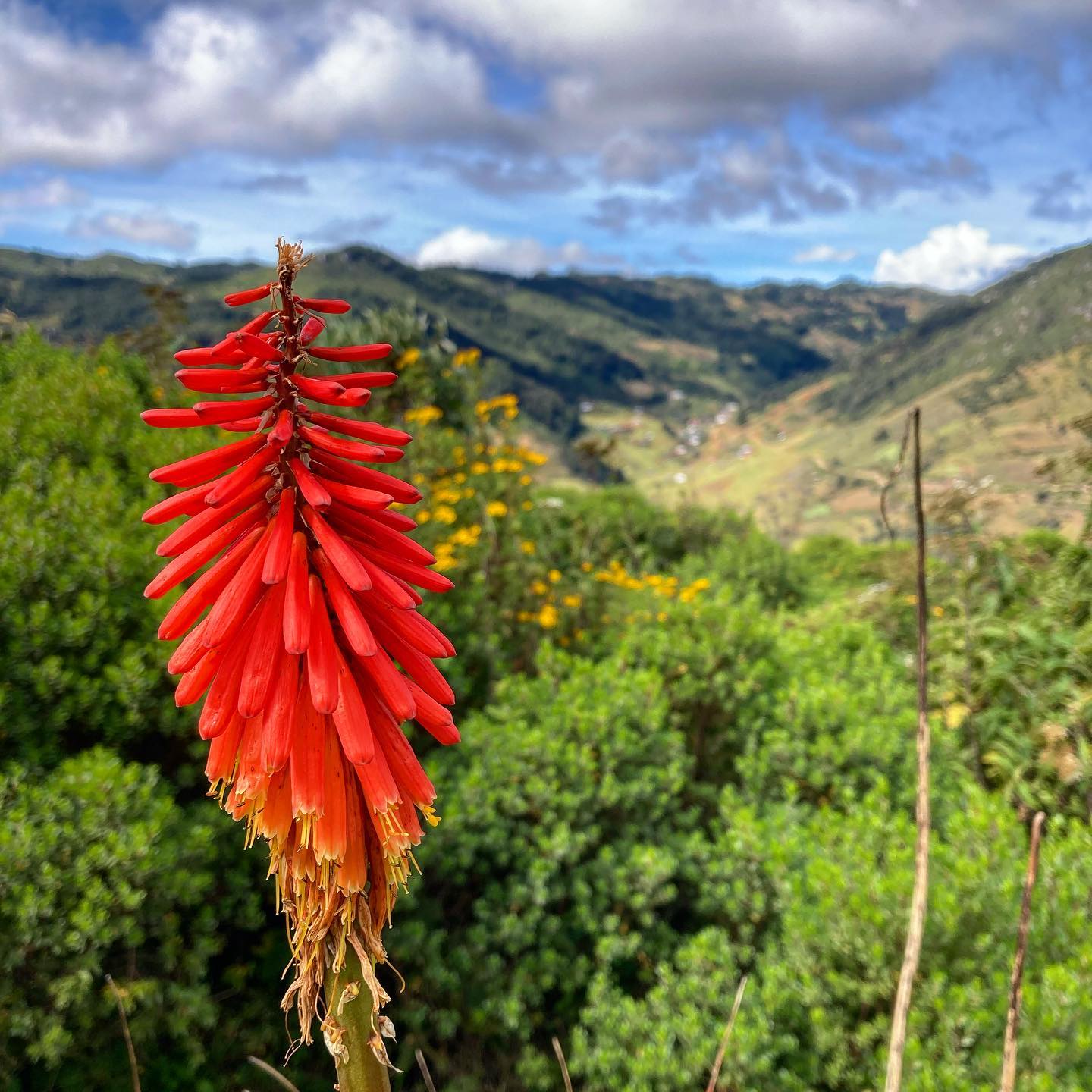 A colorful flower on the hillsides of Guatemala.