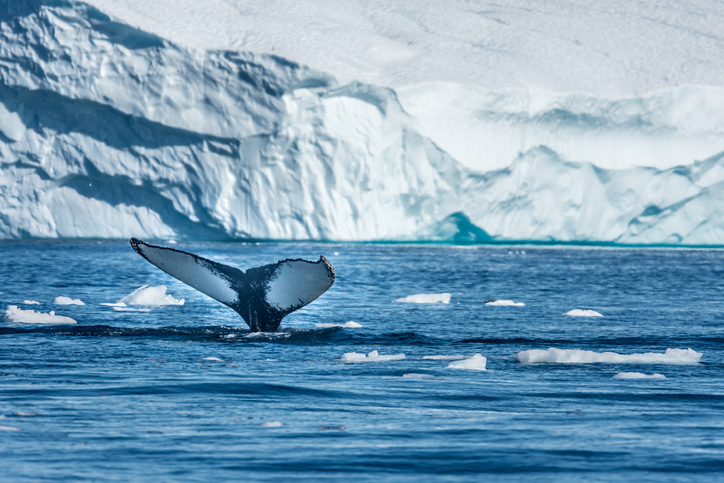A tail of a humpback whale poking from the cold Greenland sea