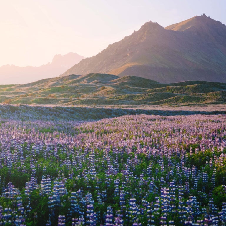 lupin flowers iceland