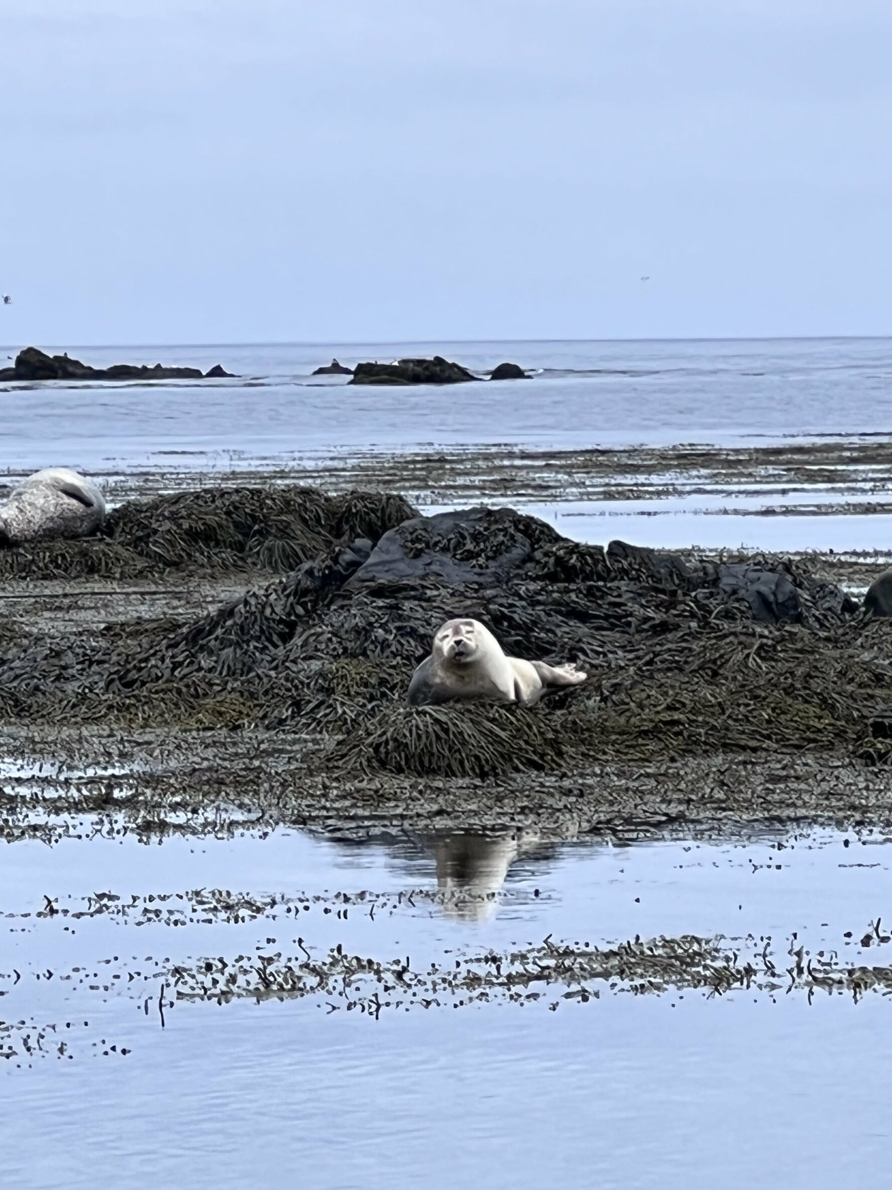 Seal resting on Ytri Tunga beach