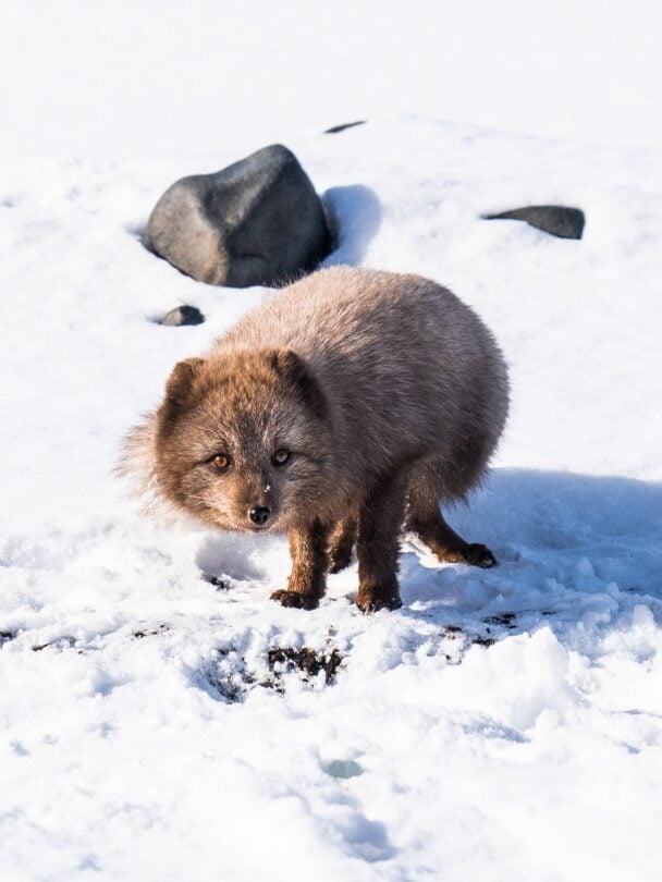 team hikers winter iceland