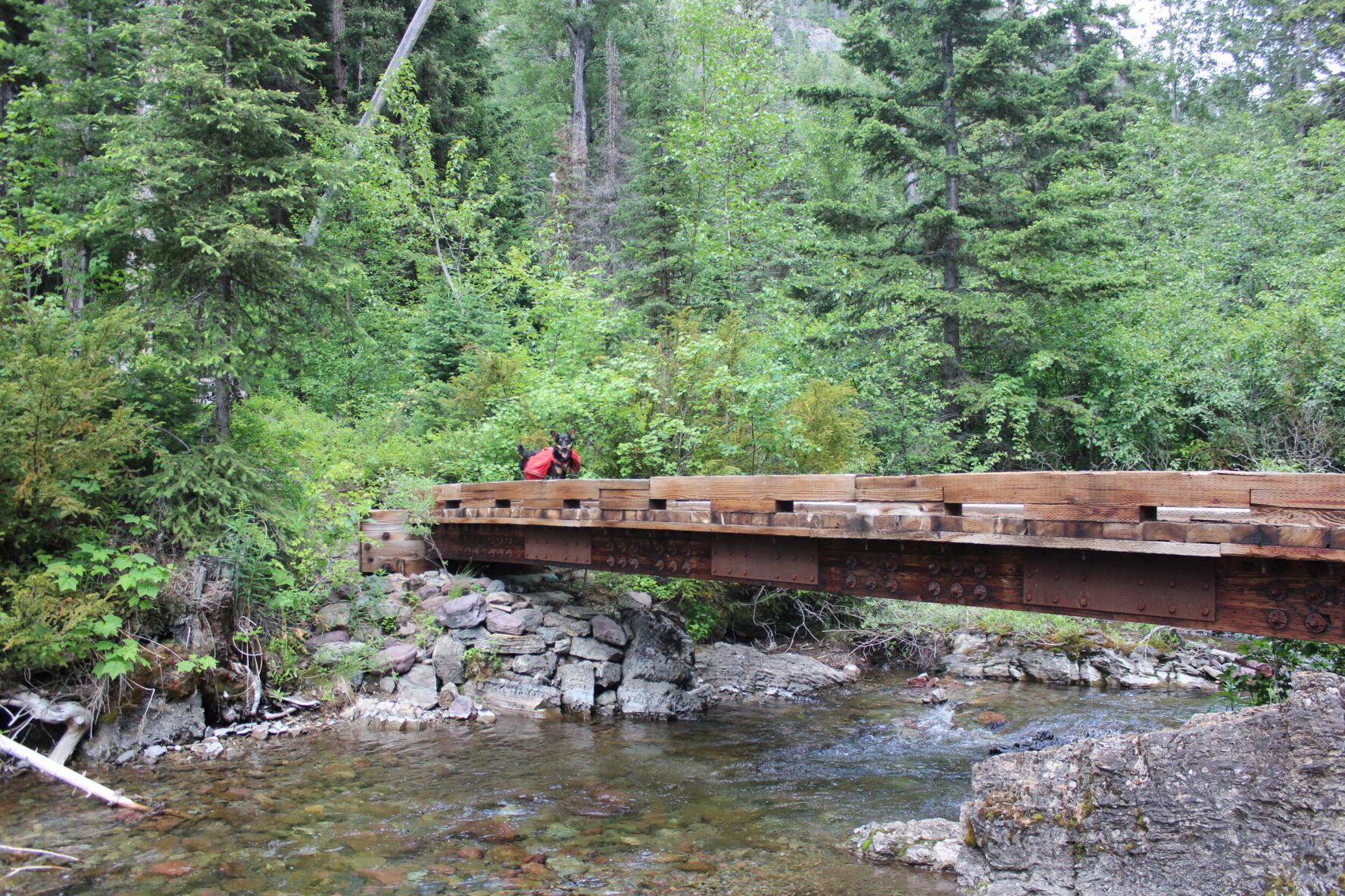 A dog crossing a bridge in a forest in Whitefish, Montana
