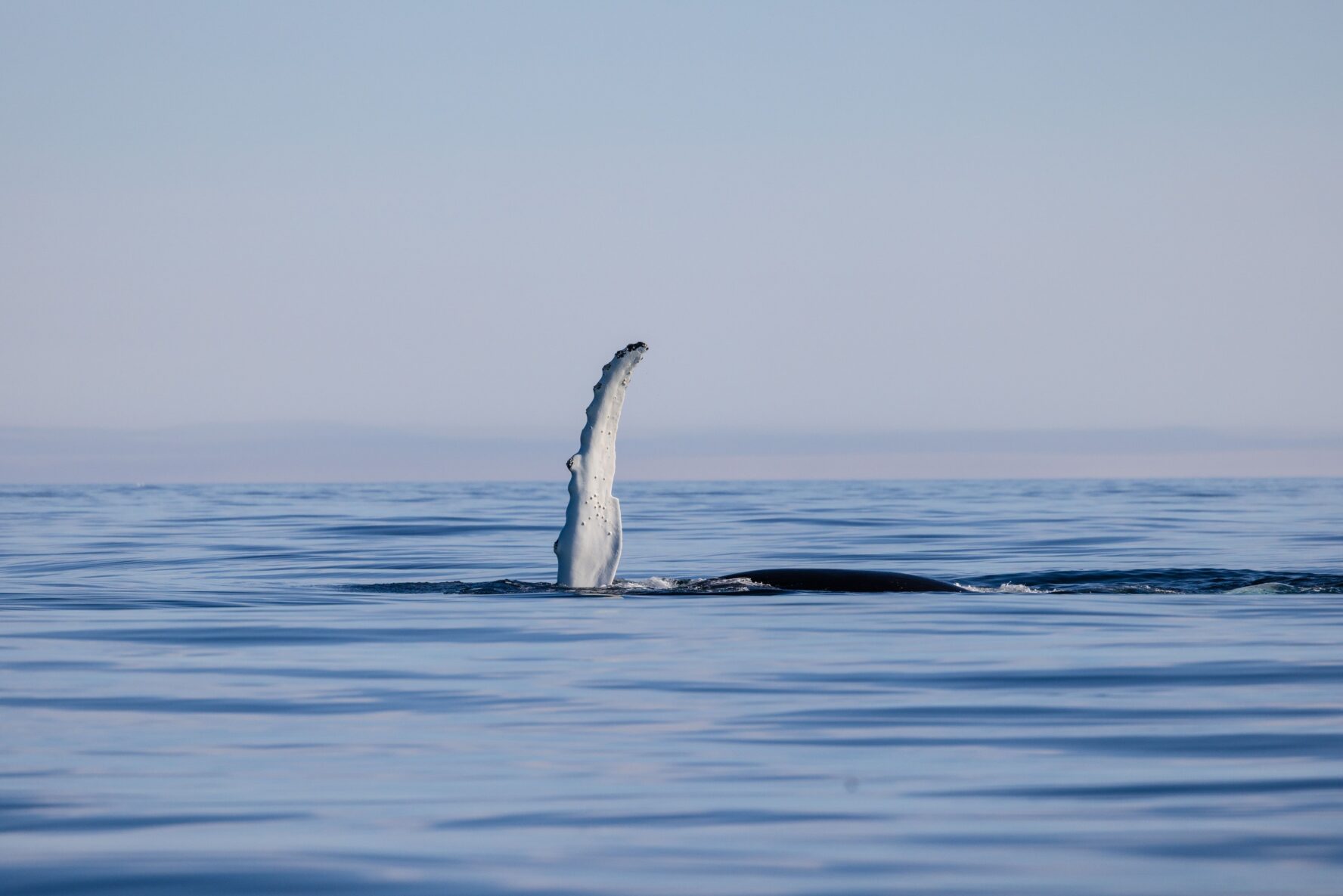 A whale waving with its fin in East Greenland.