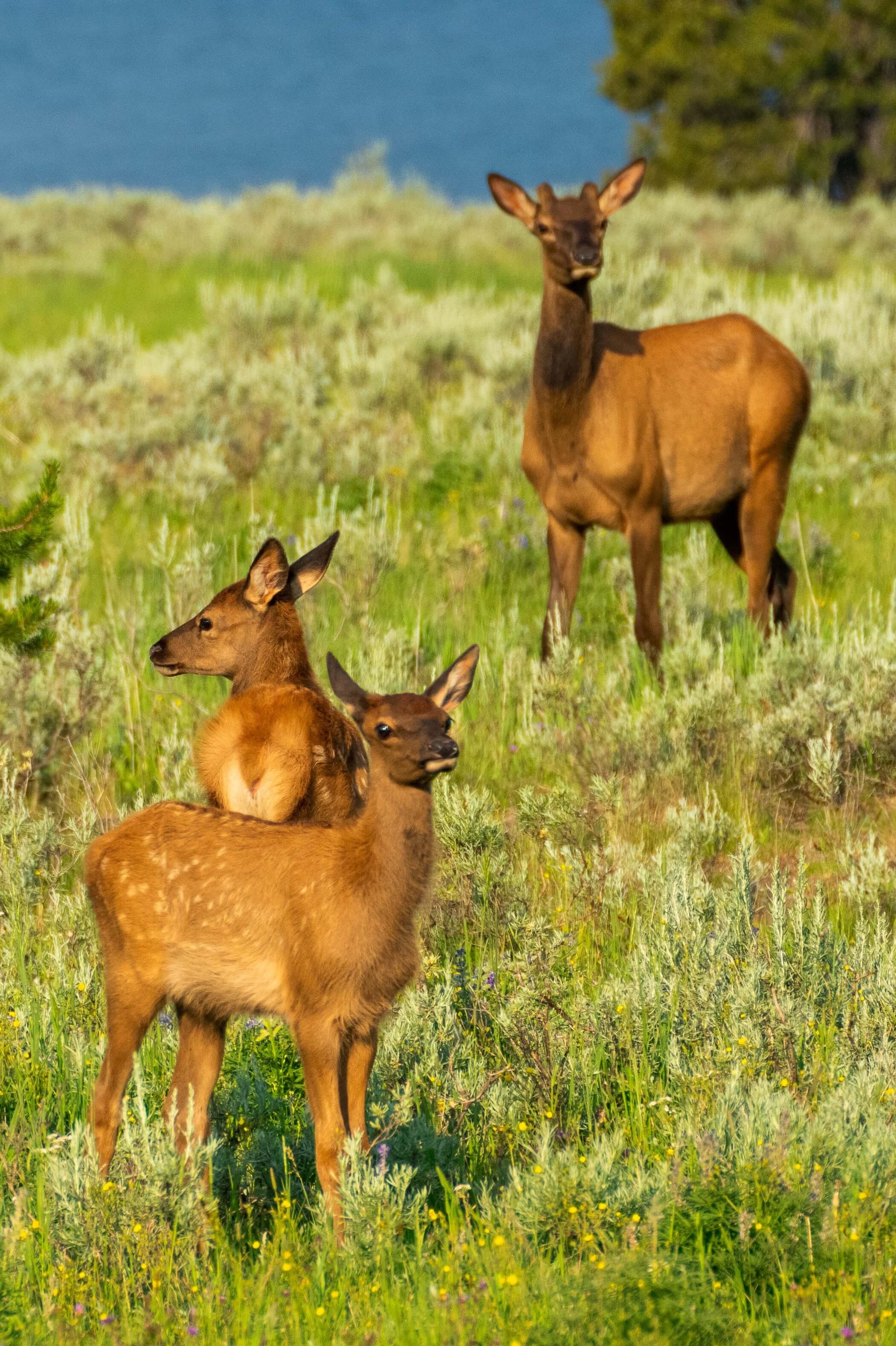 Elk calves in Yellowstone National Park.