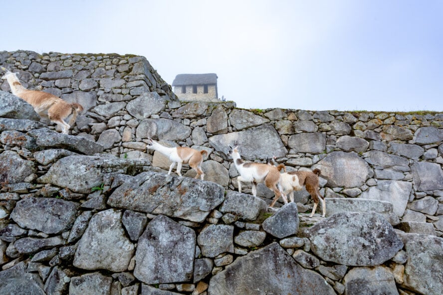 A family of four llamas ascend a stone path on the Huayna Picchu trek.