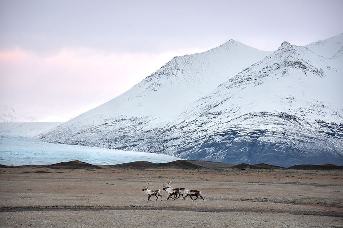 Reindeer crossing a landscape in Iceland.