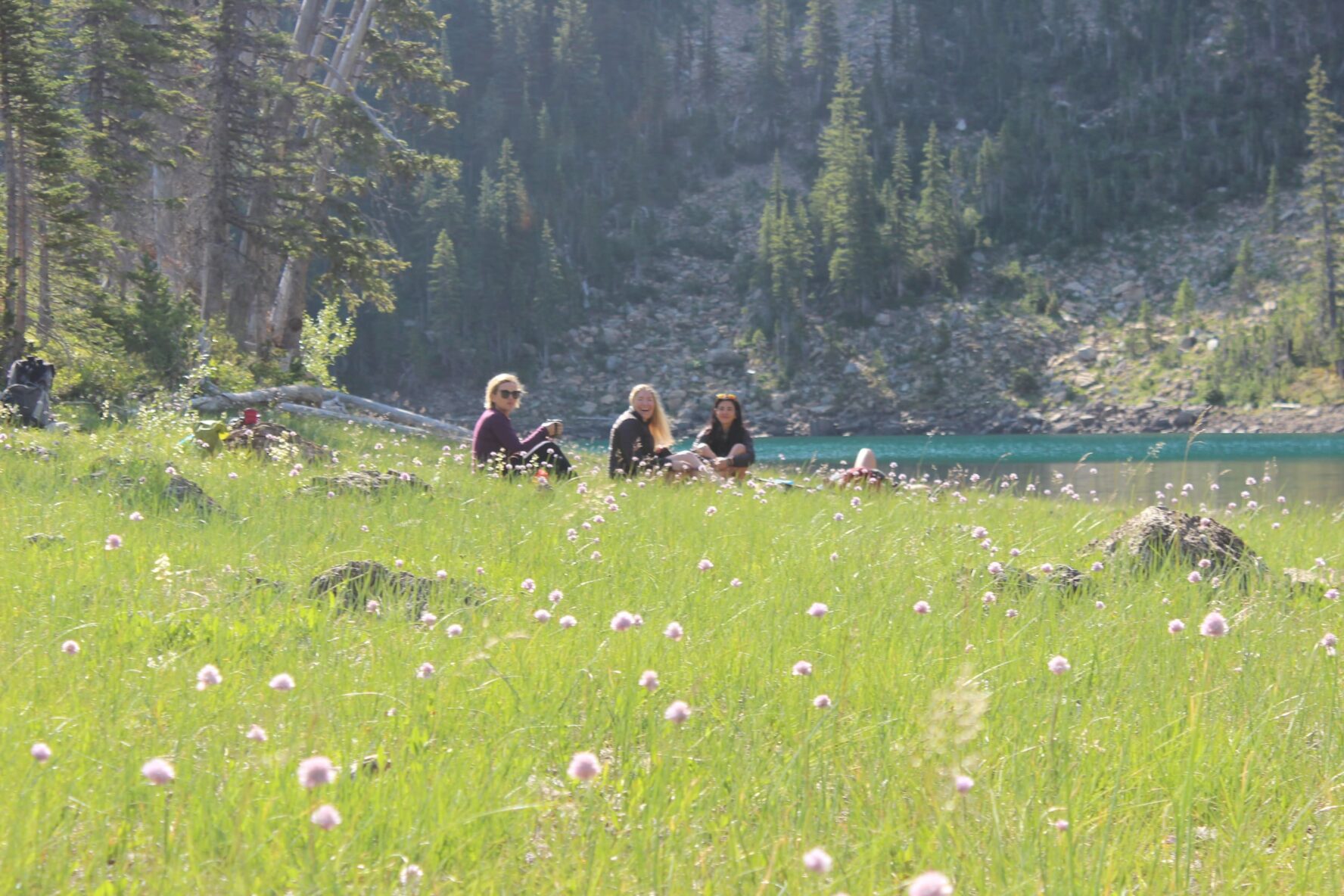 Meadow in Montana