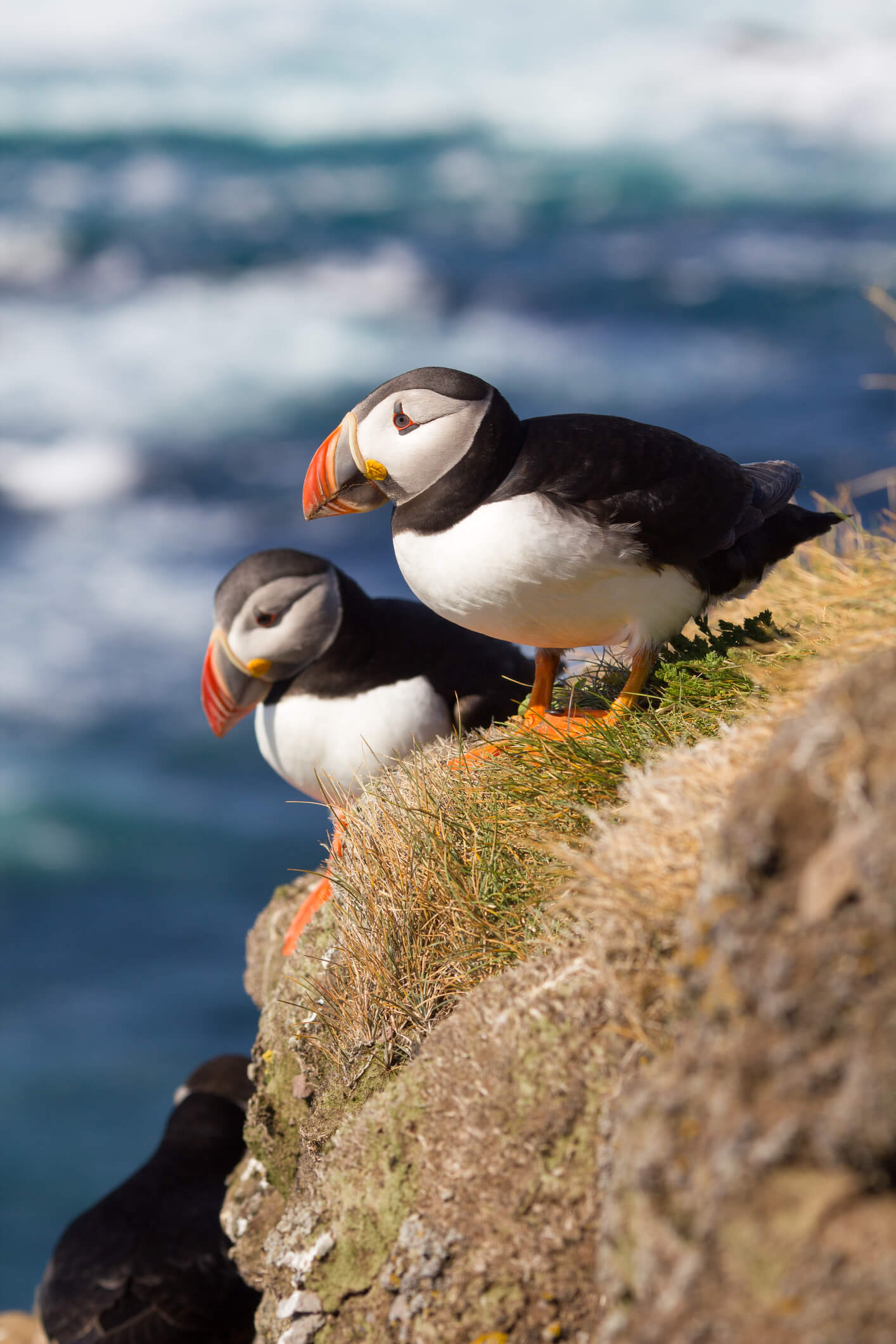 Sail And Explore Norways Lofoten Islands 57hours Adventure