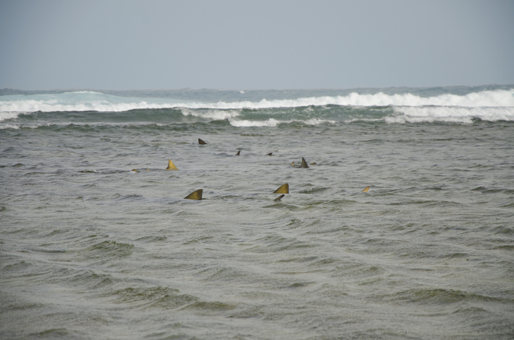 Shark Bay is one of the tourist attractions in Sal Island. Sharks feed close to the shore, and it is possible to stand in the shallow waters a few meters away to watch them.