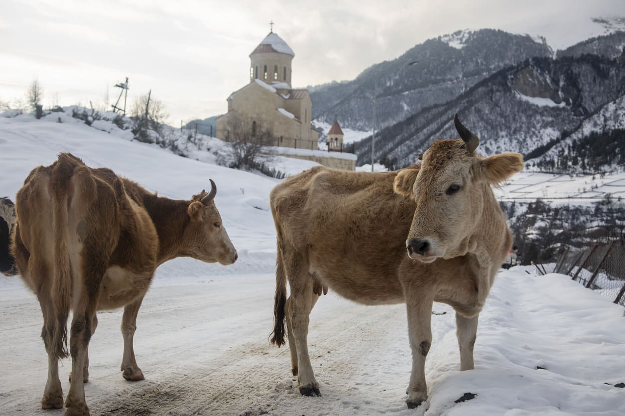 Two cows in Mestia